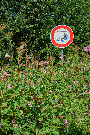 feldforschung &dash; pflanzen